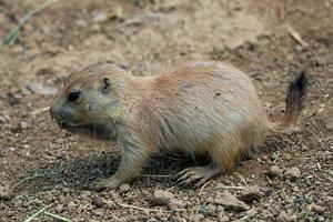 pradera perro en el prado, cynomys ludovicianus foto