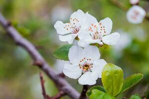 white cherry tree flower in spring photo