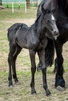 yegua negra y potro en el pasto. foto