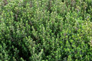 Twigs of fresh thyme, Thymus Vulgaris photo