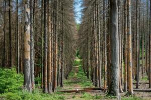 Dead spruces following bark beetle infestation. The consequence of global warming. photo