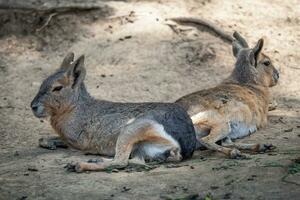 patagón mara descansando en campo, dolicotis patagonum foto