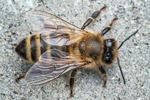 abeja o miel abeja en el gris antecedentes foto
