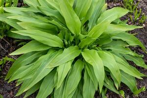 Green stems of Allium ursinum in the spring. Bear garlic. Medicinal plants in the garden photo