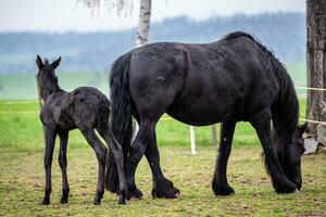 Black mare and foal in the pasture. photo