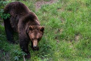 Brown bear - Ursus arctos looking for food in grass photo