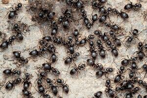 Close-up view of ants in an anthill photo