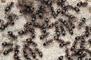 Close-up view of ants in an anthill photo