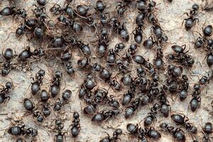 Close-up view of ants in an anthill photo