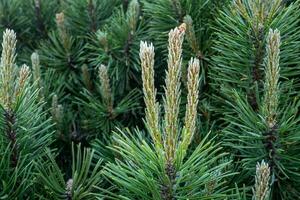 Young shoots on branches pine. photo