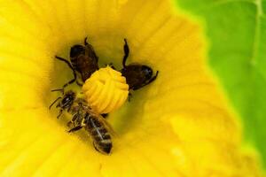 Bees collect pollen in a zucchini flower photo