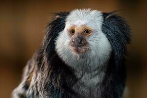 The white headed marmoset, Callithrix geoffroyi photo