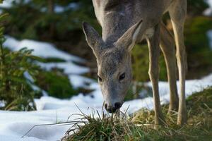 Roe deer in forest, Capreolus capreolus. Wild roe deer in nature. photo