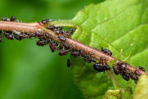 Close-Up of Aphids on a tree branch photo