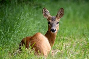 Roe deer in forest, Capreolus capreolus. Wild roe deer in nature. photo