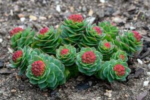 Green stems of Rhodiola rosea in the spring. Medicinal plants in the garden photo