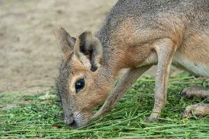 patagón mara, dolicotis patagonum, come césped foto