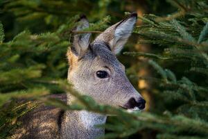 Roe deer in spruce forest, Capreolus capreolus. Wild roe deer in nature. photo