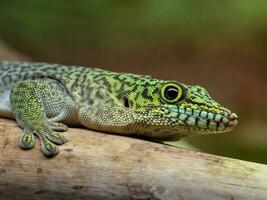 de pie día geco, phelsuma de pie foto