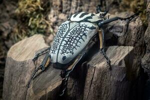 Goliath Beetle, Goliathus. The largest beetle on a tree trunk. photo