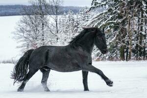 Friesian stallion running in winter field. Black Friesian horse runs gallop in winter. photo