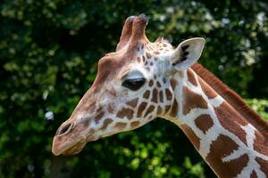 Portrait of Reticulated Giraffe, Giraffa camelopardalis reticulata, also known as the Somali giraffe. photo