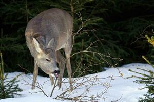 Roe deer eats grass under snow in spruce forest, Capreolus capreolus. Wild roe deer in nature. photo