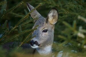 Roe deer in forest, Capreolus capreolus. Wild roe deer in nature. photo