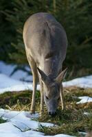 hueva ciervo en bosque, capreolus capreolus. salvaje hueva ciervo en naturaleza. foto