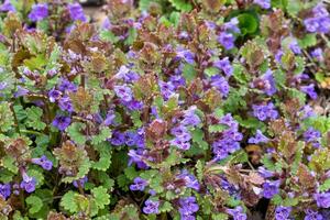 Green leaves and purple flowers of Glechoma Hederacea plant, in the garden. It is an aromatic, perennial, evergreen creeper of the mint family Lamiaceae. Medicinal plants . photo