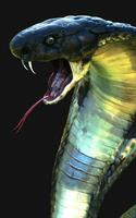 3d Illustration Close-Up of King cobra snake attack isolated on dark background with clipping path. photo