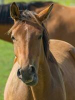 Horses in westphalia photo