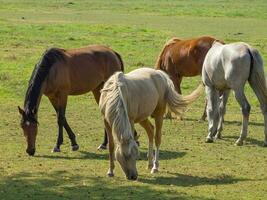 horses on a field in westphalia photo