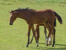 Horses in westphalia photo