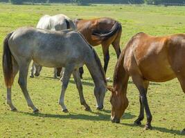 horses on a field in westphalia photo