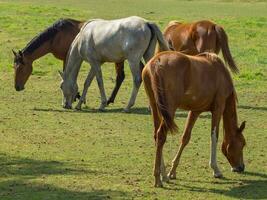 horses on a field in westphalia photo