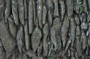 dark brown tree bark wood texture background photo