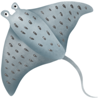 mantarraya debajo el rayo png