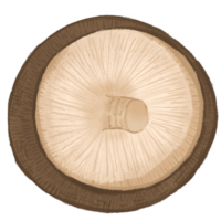 cute mushroom illustration. png