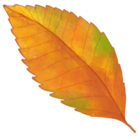 herfst blad. vallen blad illustratie clip art. png