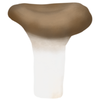 cute mushroom illustration. png