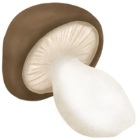 cute mushroom illustration. png