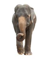 full body of asia elephant isolated white background photo