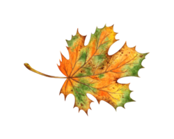 Watercolor illustration of autumn orange maple leaf isolated. Suitable for autumn festival,halloween, greeting cards, invitations, posters design. png