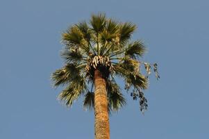 científico de palmeras. clase. areáceas foto