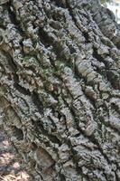 dark brown tree bark wood texture background photo