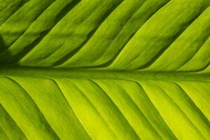 Texture background of a plant leaf for overlay or texture design patterns photo