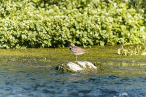 Bird - Little ringed plover Charadrius dubius in the wild photo