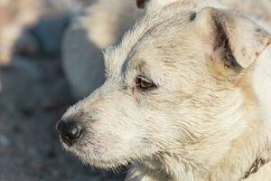 tema con un de pura raza perro - foto para varios temas con perros