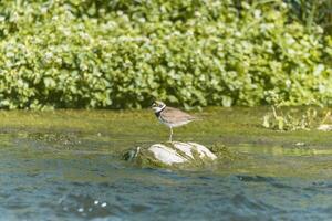 Bird - Little ringed plover Charadrius dubius in the wild photo